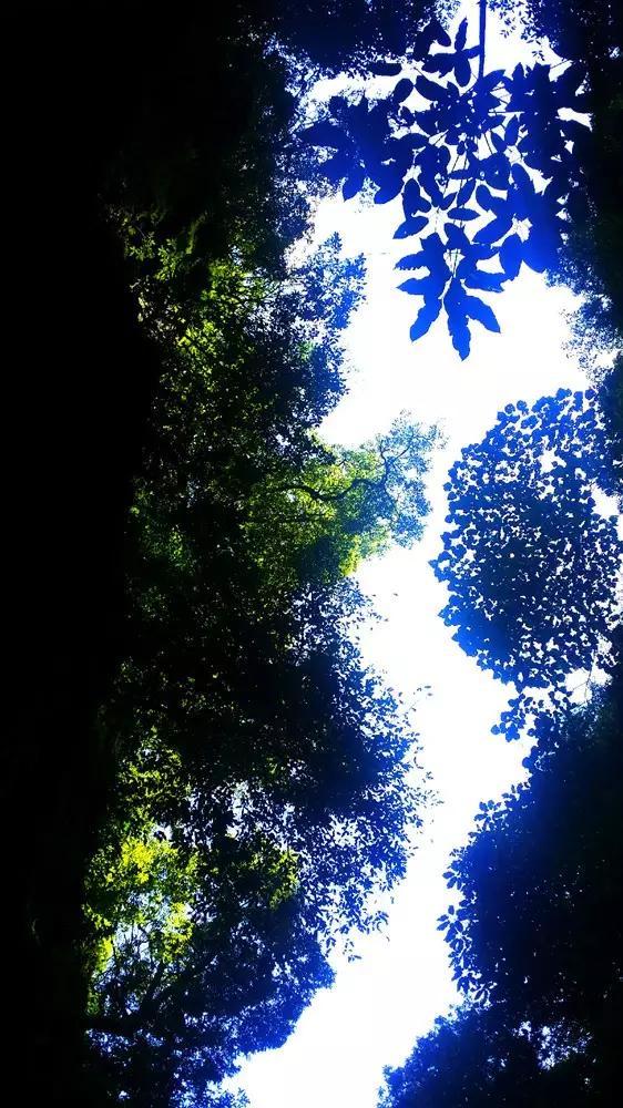 穿越遗弃的森林