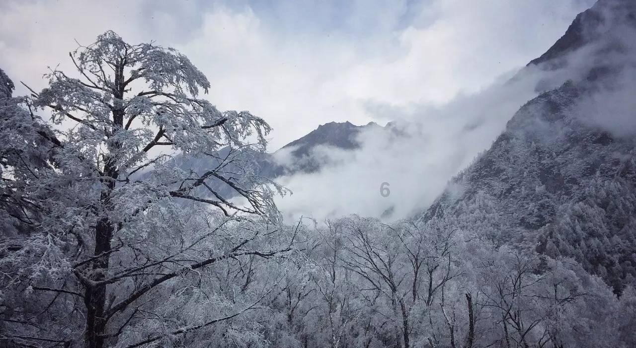 动物帮帮忙保卫家园